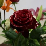 Bouquet de fleurs 300dpi