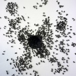mouches (2) 300dpi