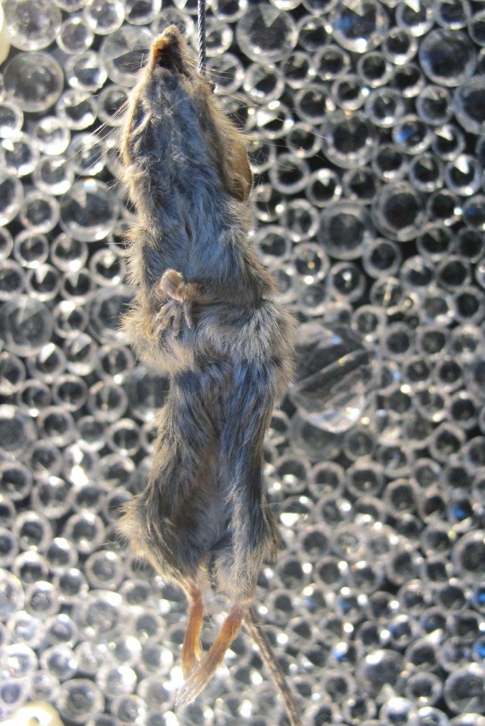 souris 2